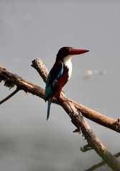 Halcyon smyrnensis