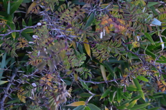 Berberis morrisonensis