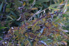 Berberis morrisonensis