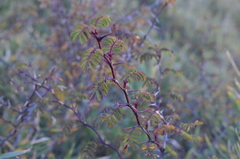 Berberis morrisonensis