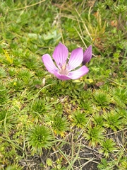 Gentianella cerastioides