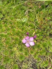 Gentianella cerastioides
