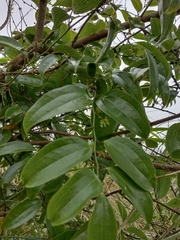 Smilax lanceifolia