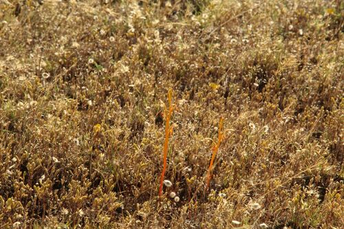 Image of Spiculaea ciliata by (c) Em Lamond, some rights reserved (CC BY)