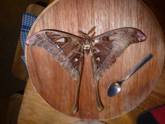 Coscinocera hercules