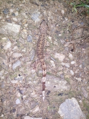 Thecadactylus rapicauda