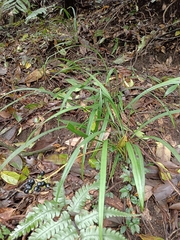 Liriope graminifolia