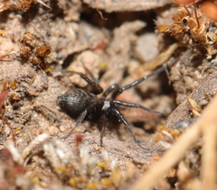 Gnaphosidae