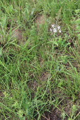 Trachyandra asperata