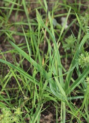Trachyandra asperata