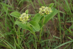 Raphionacme galpinii