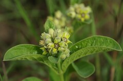 Raphionacme galpinii