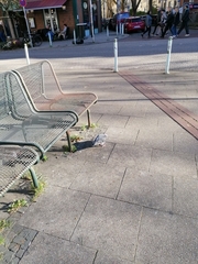 Columba livia domestica