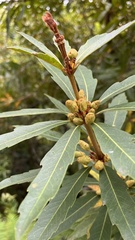 Brabejum stellatifolium