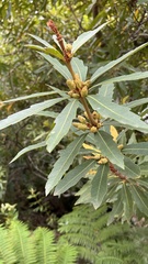 Brabejum stellatifolium