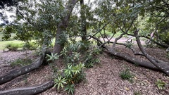 Brabejum stellatifolium