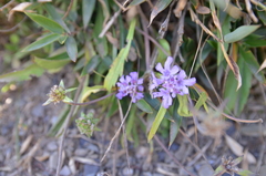Scabiosa lacerifolia