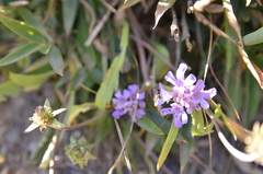 Scabiosa lacerifolia