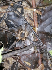 Spinosatibiapalpus trinitatis