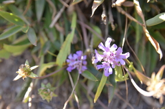 Scabiosa lacerifolia