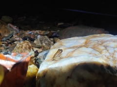 Mannophryne trinitatis