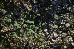 Melilotus neapolitanus