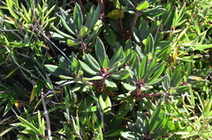 Rhododendron pseudochrysanthum