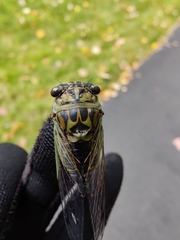 Neotibicen canicularis