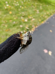 Neotibicen canicularis