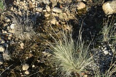 Corynephorus canescens