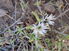 Drosanthemum calycinum