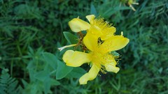Hypericum ascyron pyramidatum