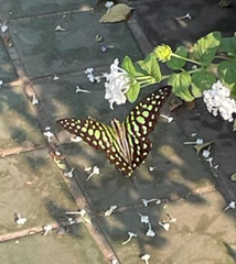 Graphium agamemnon