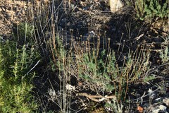 Santolina rosmarinifolia