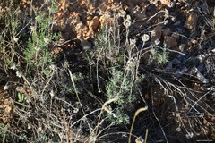 Helichrysum stoechas