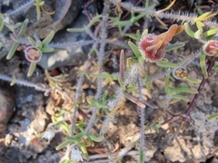 Drosanthemum calycinum