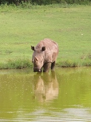 Ceratotherium simum