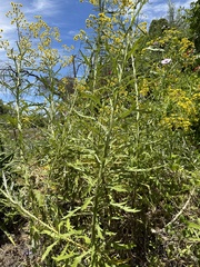 Senecio pterophorus