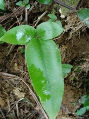 Diplazium donianum