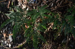 Arachniodes amabilis