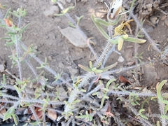 Drosanthemum calycinum