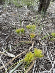 Conostylis aculeata preissii