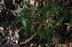 Arachniodes amabilis