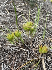 Conostylis aculeata preissii