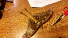 Coscinocera hercules