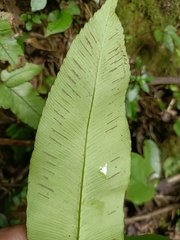 Diplazium donianum