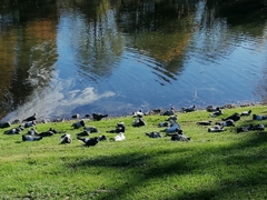 Columba livia domestica