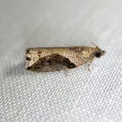 Statherotis pendulata