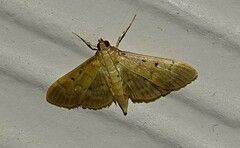 Herpetogramma bipunctalis