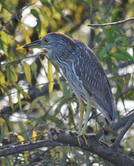 Nycticorax nycticorax image